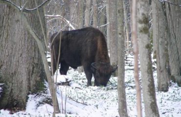 wisent in de sneeuw Bialowieza ©PTTK