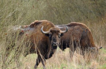 wisent Bialowieza NP ©PTTK