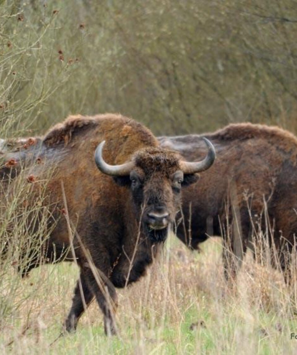wisent Bialowieza NP ©PTTK