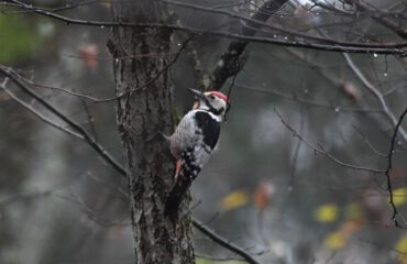witrugspecht Bialowieza ©Joanna Smerczynska