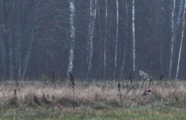 wolf Bialowieza ©Joanna Smerczynska
