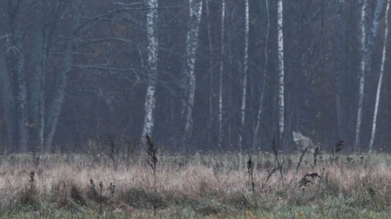 wolf Bialowieza ©Joanna Smerczynska