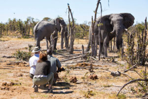 Natural Selection, Botswana reis, safari Okavango, safari Khwai safari, safari Okavango Delta