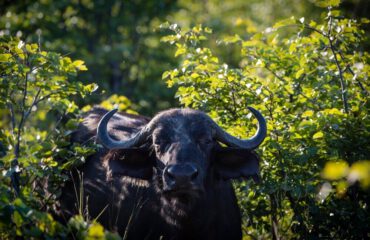 Kaapse Buffel bij Hyena Pan