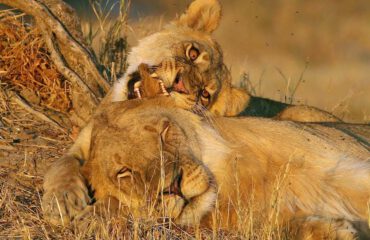 Leeuwen op game drive bij Planet Baobab