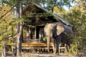 Natural Selection, Botswana reis, safari Okavango, safari Khwai safari, safari Okavango Delta