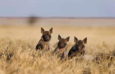 Bruine hyena jongen in de Mgadigkadi Pans