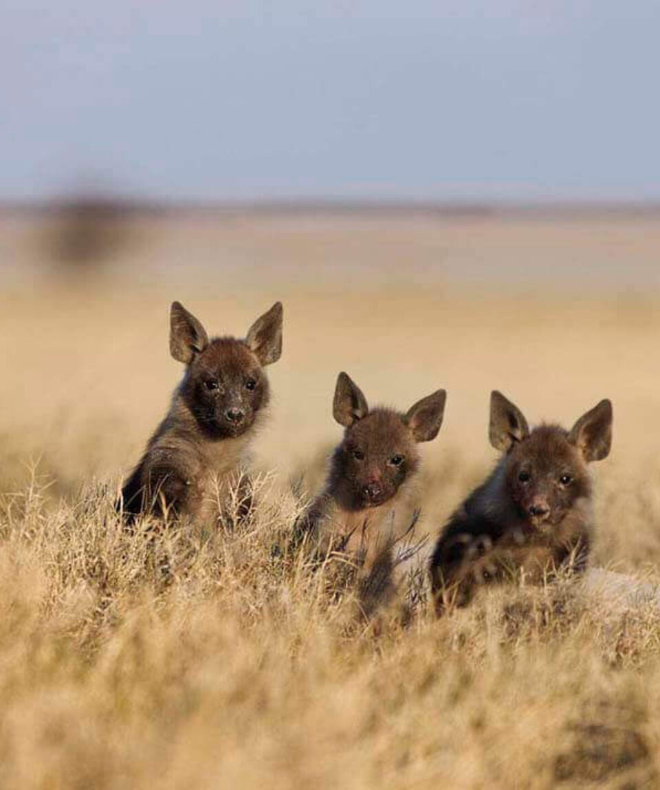 Bruine hyena jongen in de Mgadigkadi Pans