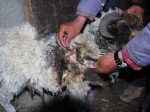 Ladakh human/wildlife conflict