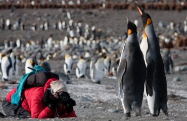 Koningspinguins South Geogia ©Jan Veen