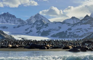 Koningspinguins en zeeolifanten South Georgia ©Martin van Lokven