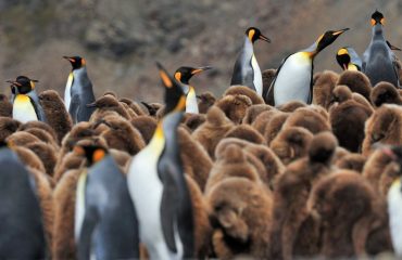 Koningspinguins ©Martin van Lokven