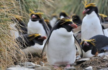 Macaronipinguins South Georgia ©Martin van Lokven