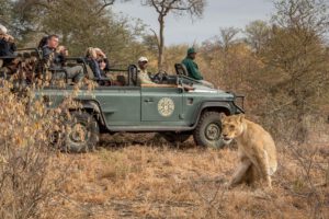 Umlani ,Zuid-Afrika, Kruger NP, safari kruger, Timbavati