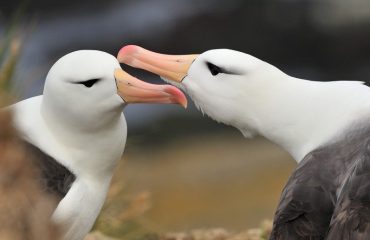 Wenkbrauwalbatros Falkland eilanden ©Martin van Lokven