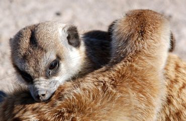 stokstaartjes Kalahari ©All for Nature Travel
