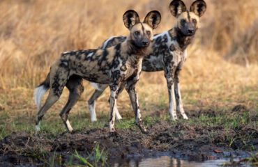 wilde honden bij Hyena Pan