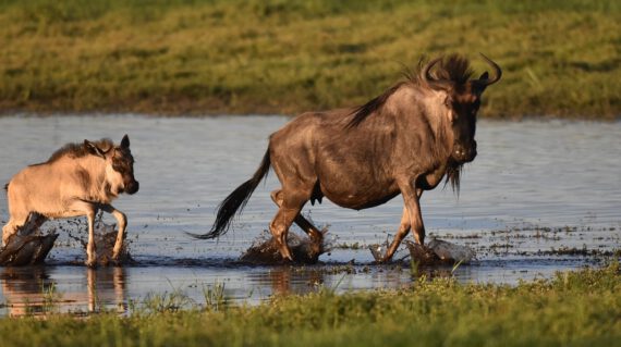 wildebeest Liuwa met dank aan Dhr Beets