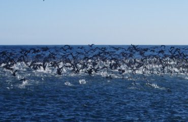 Aalscholvers voor de kust ©Stichting Rugvin