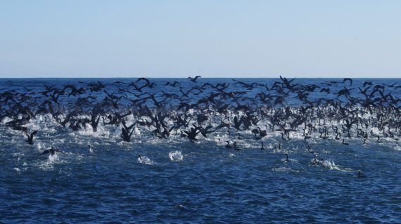 Aalscholvers voor de kust ©Stichting Rugvin