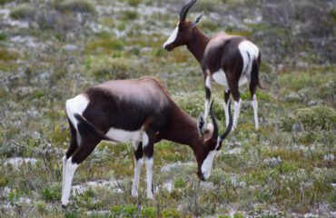 Bontebok De Hoop ©Stichting Rugvin