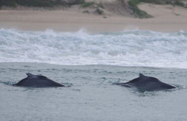 Bultrug dolfijn Knysna ©Stichting Rugvin