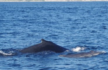 Bultrug met kalf Hermanus ©Stichting Rugvin