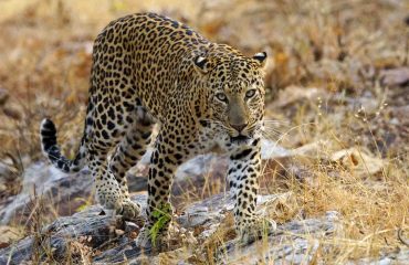 luipaard Tadoba ©All for Nature Travel