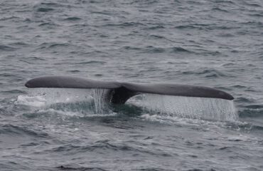 Duik walvisstaart Bultrug Hermanus ©Stichting Rugvin