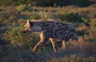 Gevlekte hyena Addo ©Stichting Rugvin