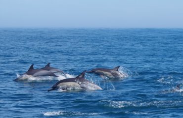 Gewone dolfijnen bij Algoa Bay ZA ©Stichting Rugvin