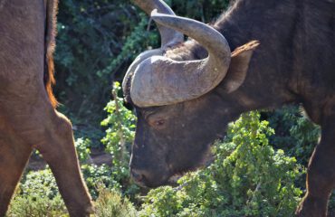 Kaapse buffel Addo ©Stichting Rugvin