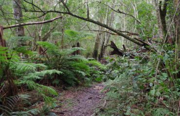 Knysna Forest ©Stichting Rugvin