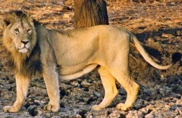 LeeuwGirNational Park ©All for Nature Travel