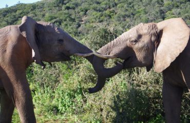 Olifanten in Addo ©Stichting Rugvin