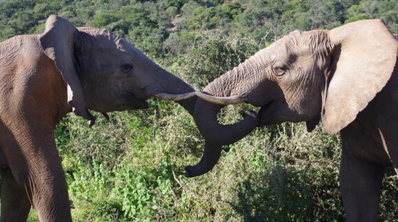 Olifanten in Addo ©Stichting Rugvin