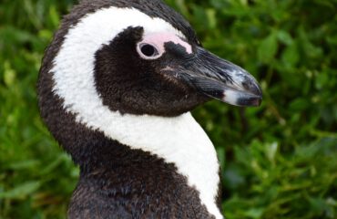 Pinguin Simonstown ©Stichting Rugvin