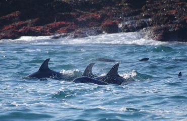 Tuimelaars Algoa Bay Port Elizabeth ©Stichting Rugvin