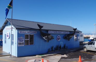 Whale watching Southern Right Charters ©Stichting Rugvin