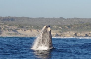 Zuidkaper Gansbaai Spy Hopping ©Stichting Rugvin