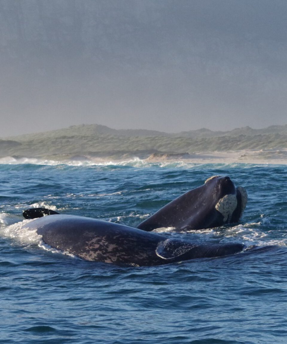 Zuidkapers Hermanus ©Stichting Rugvin