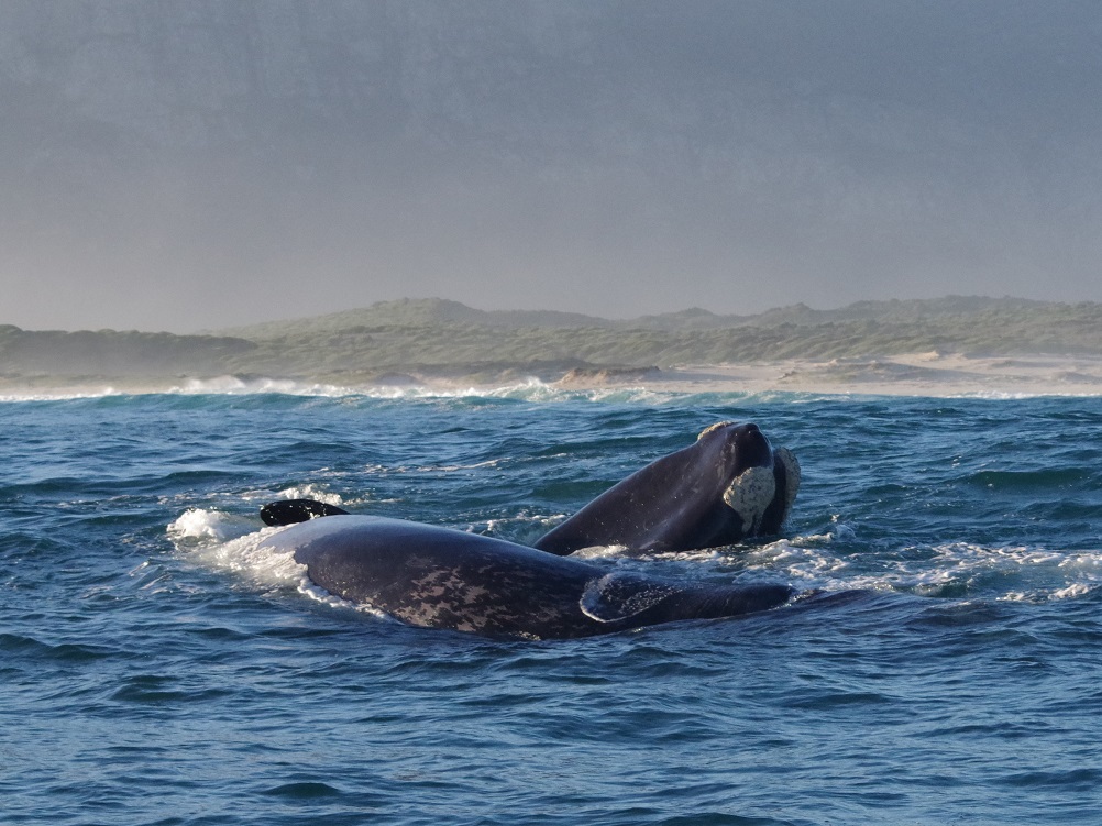 whale watching Zuid-Afrika, reis walvissen, walvisexcursie Hermanus