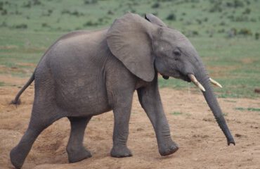 baby olifant Addo ©Stichting Rugvin