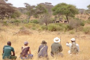 Olivers Camp, Asilia, Tarangire NP, Safari Tanzania