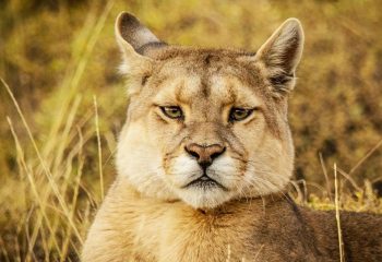 Puma Tracking in Torres del Paine met EcoCamp Patagonia
