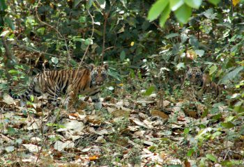 tijgerwelpen in Kanha NP ©All for Nature Travel
