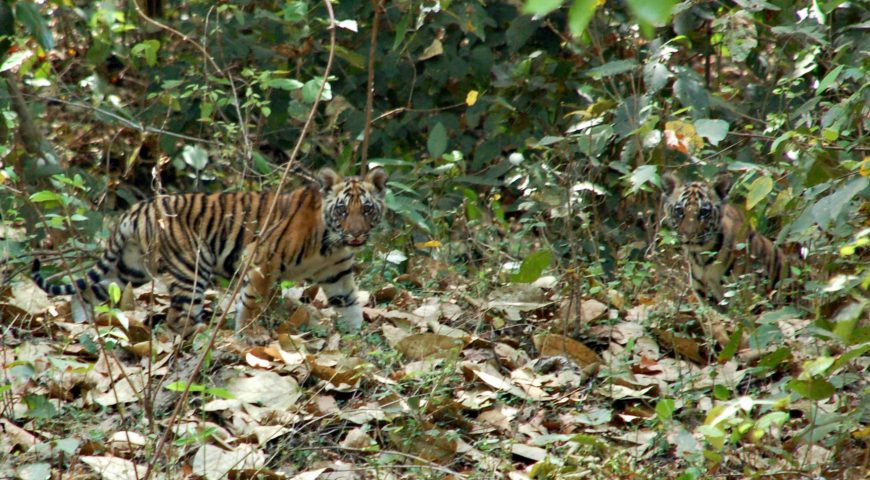 tijgerwelpen in Kanha NP ©All for Nature Travel