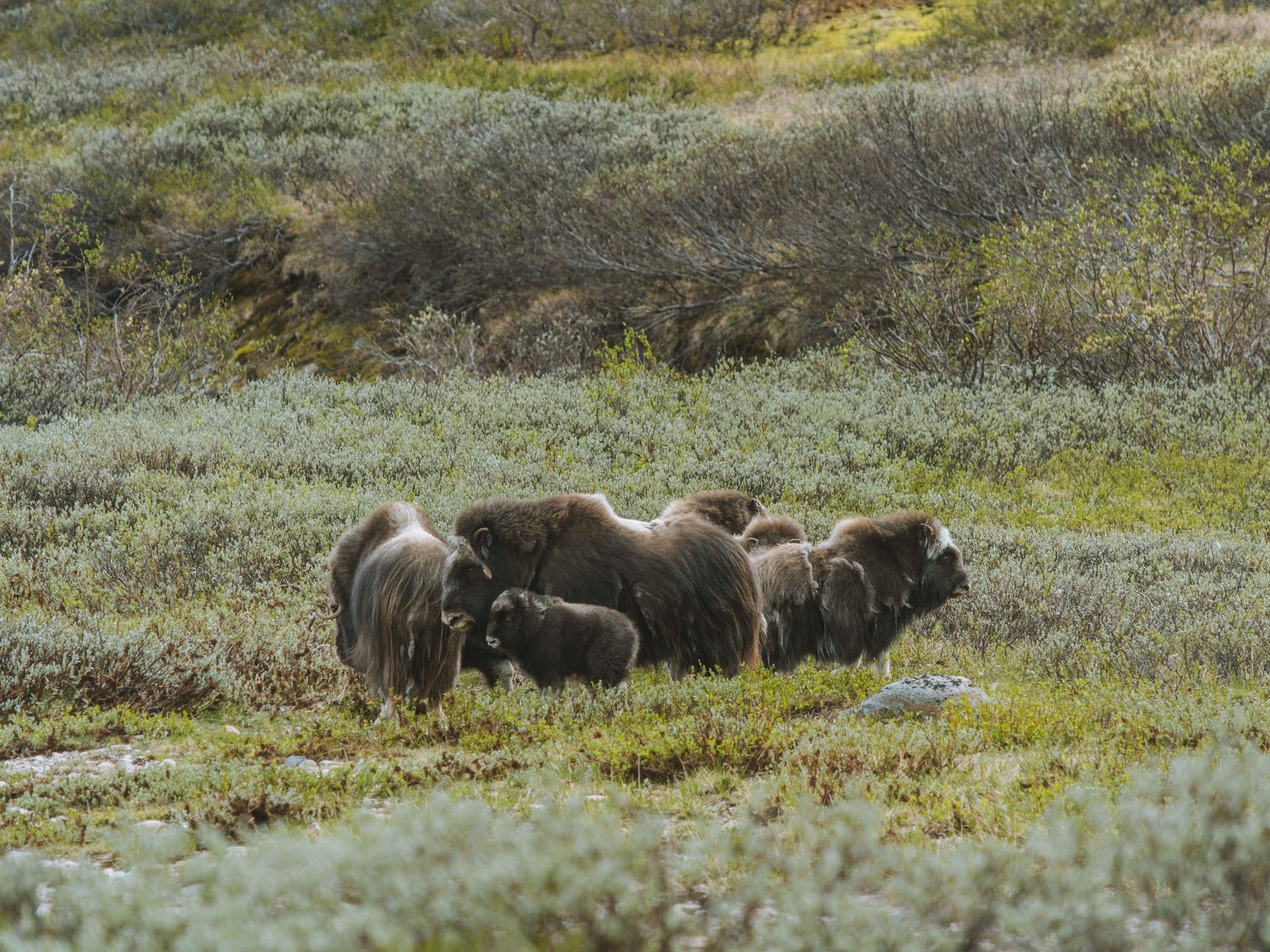 muskusos safari Noorwegen