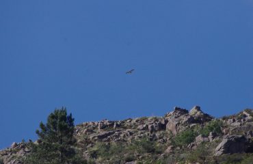 Birding Geres NP @AllforNatureTravel