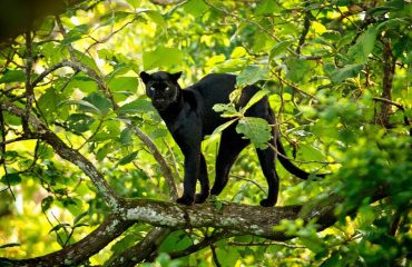 Zwarte panter ©Red Earth Kabini lodge